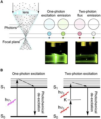 Two-Photon Uncaging of Glutamate